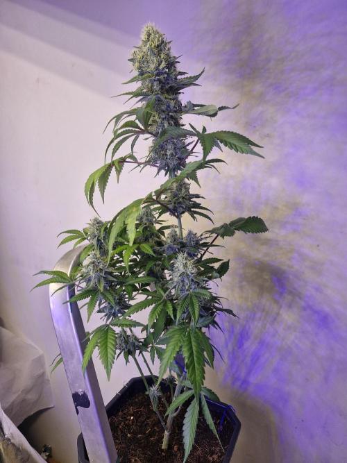 Super Sativa Seed Club. Week 12