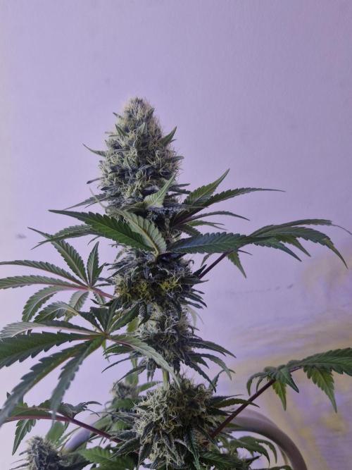 Super Sativa Seed Club. Week 12