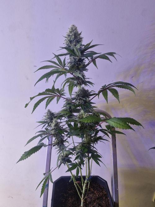 Super Sativa Seed Club. Week 12