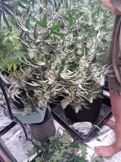 Super Sativa Seed Club. Week 12