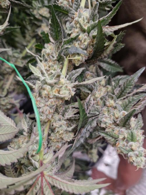 Super Sativa Seed Club. Week 12