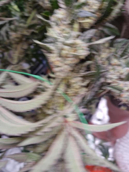 Super Sativa Seed Club. Week 12