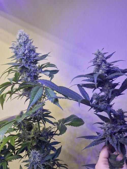 Super Sativa Seed Club. Week 12