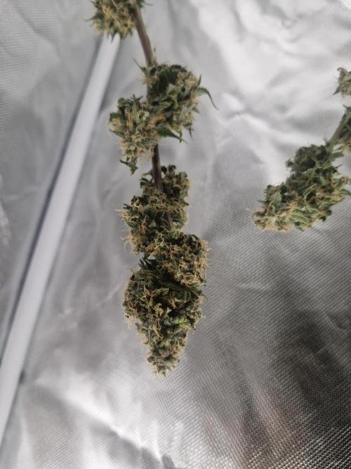 Super Sativa Seed Club. Week 12