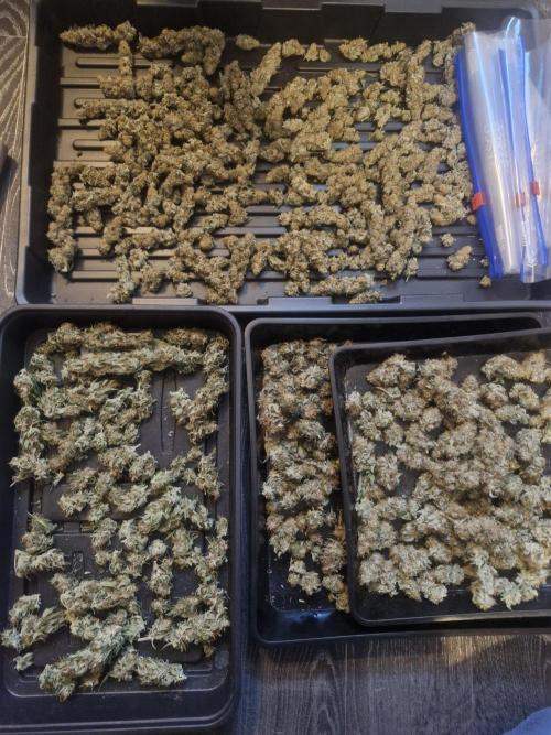 Super Sativa Seed Club. Week 12