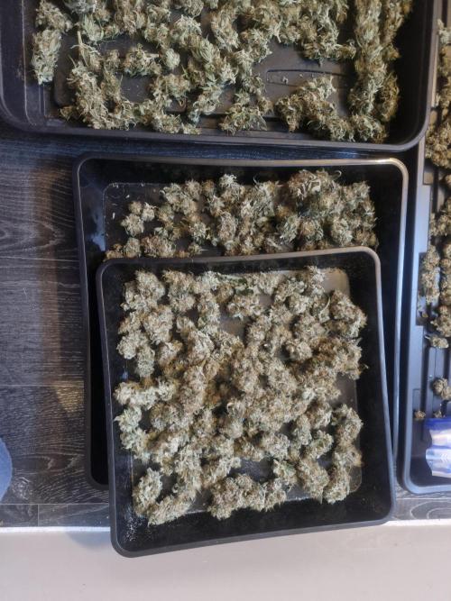 Super Sativa Seed Club. Week 12
