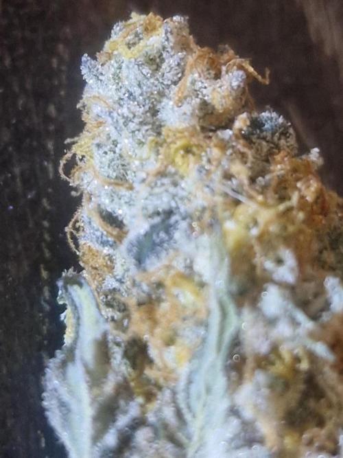Super Sativa Seed Club. Week 12