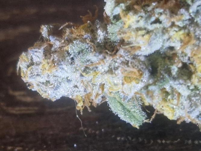 Super Sativa Seed Club. Week 12