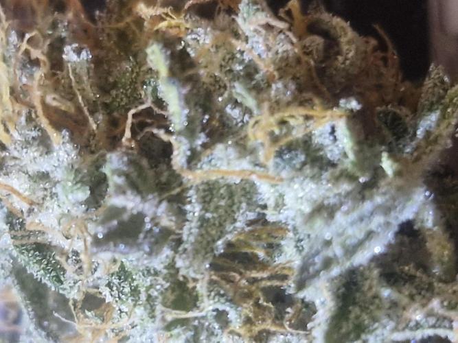 Super Sativa Seed Club. Week 12