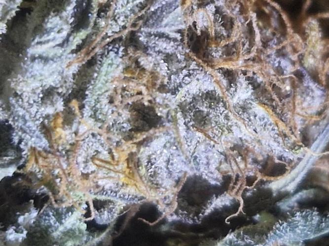 Super Sativa Seed Club. Week 12