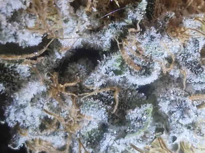 Super Sativa Seed Club. Week 12