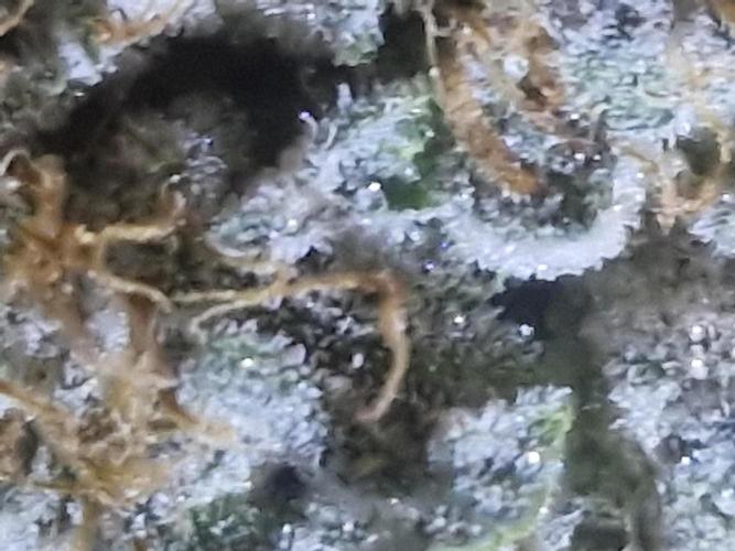 Super Sativa Seed Club. Week 12