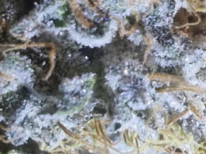 Super Sativa Seed Club. Week 12