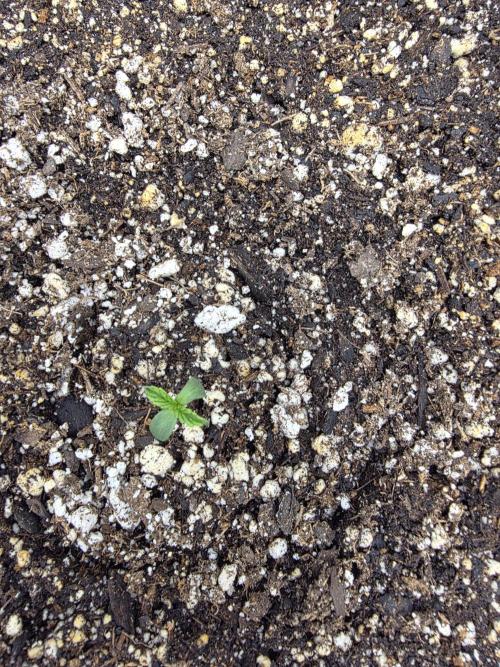 First Grow. Week 0