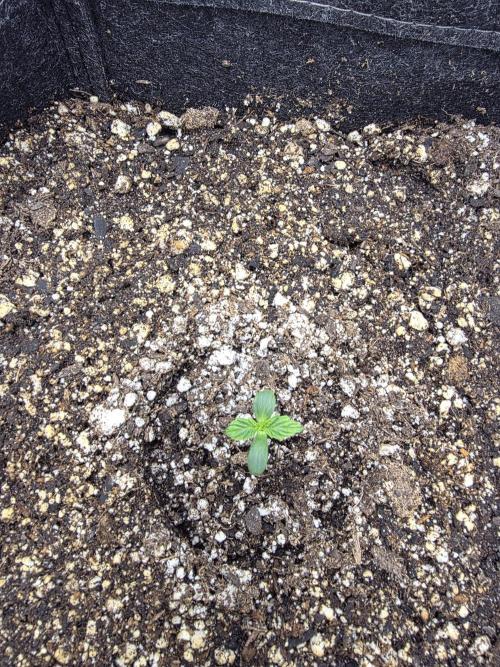 First Grow. Week 0