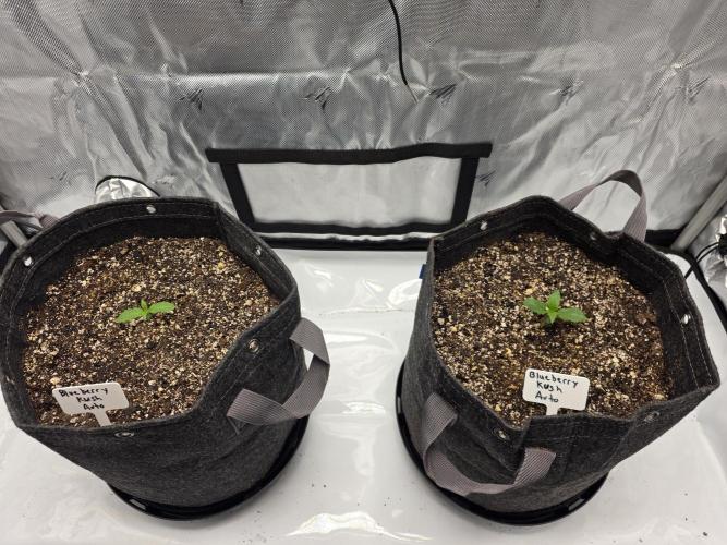 First Grow. Week 2 - Week 2