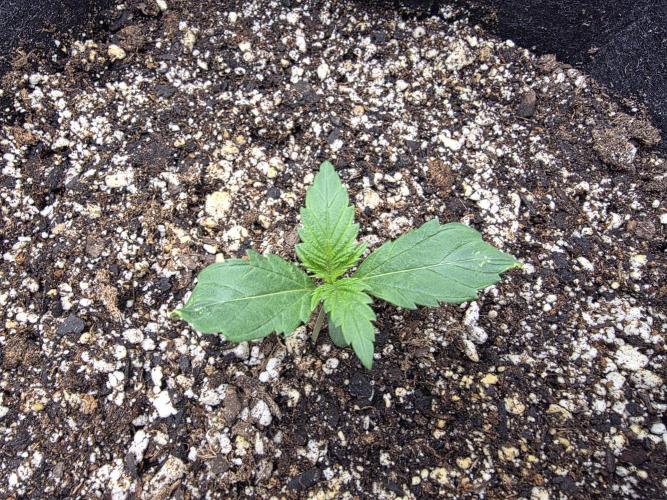 First Grow. Week 2