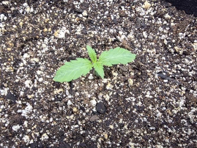First Grow. Week 2