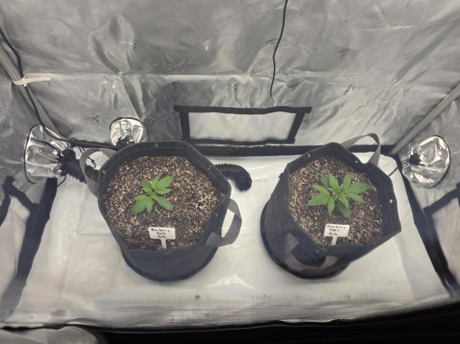 First Grow. Week 3 - Week 3