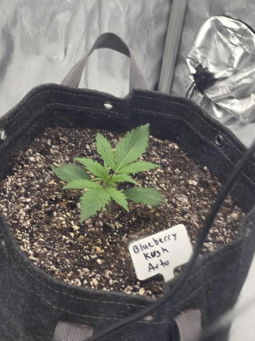 First Grow. Week 3