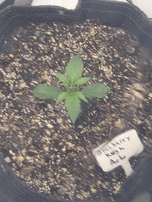 First Grow. Week 3