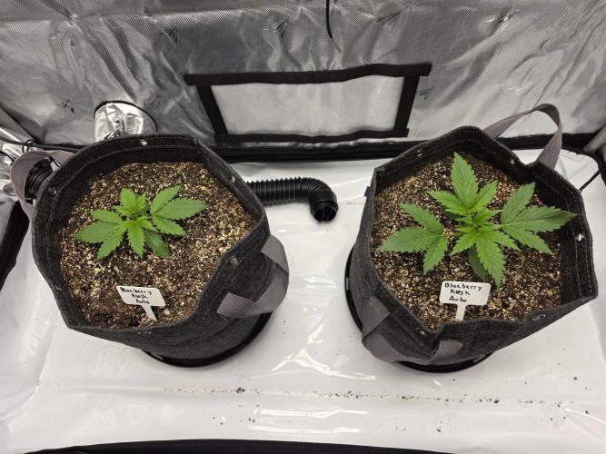 First Grow. Week 4 - Week 4