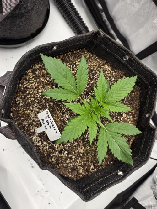 First Grow. Week 4