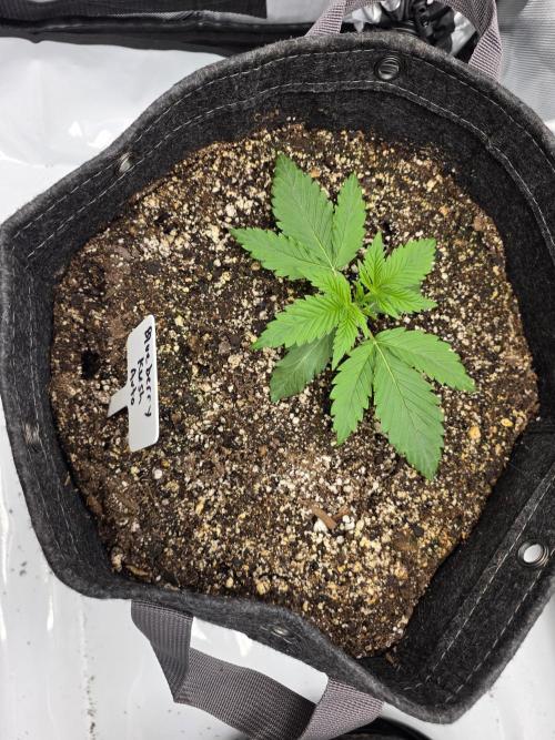 First Grow. Week 4