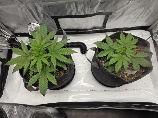 First Grow. Week 5 - Week 5