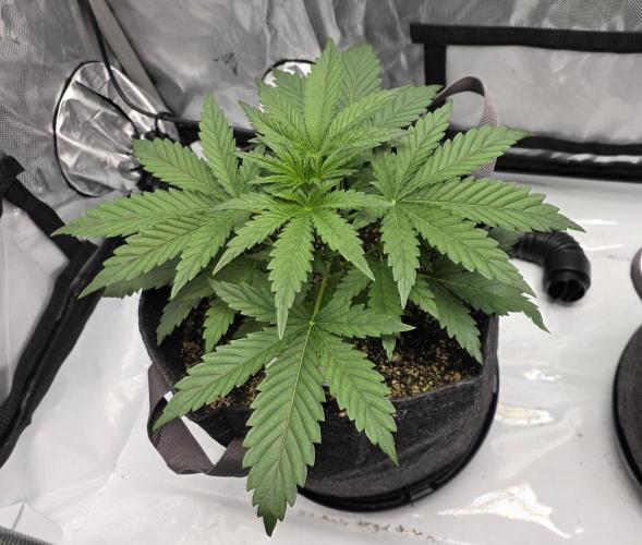 First Grow. Week 6