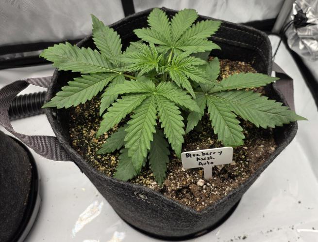 First Grow. Week 6