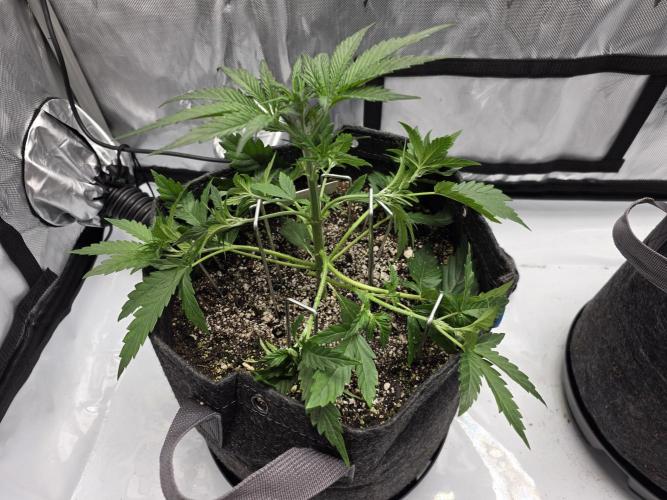First Grow. Week 6