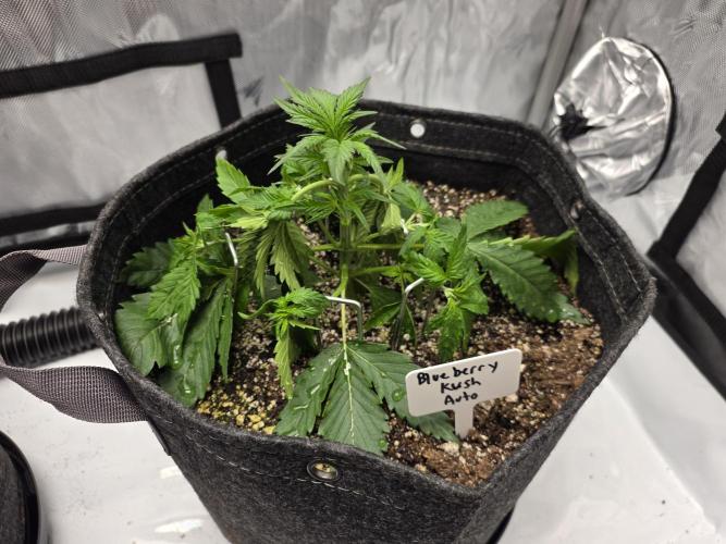 First Grow. Week 6