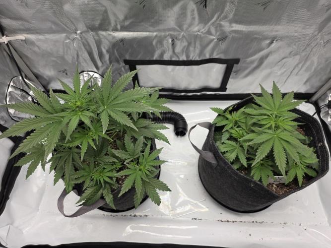 First Grow. Week 7