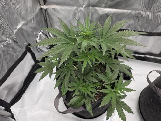 First Grow. Week 7