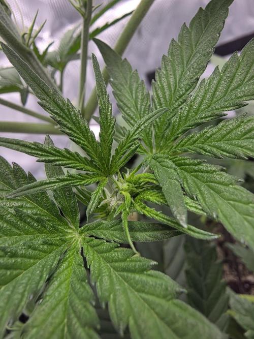 First Grow. Week 7