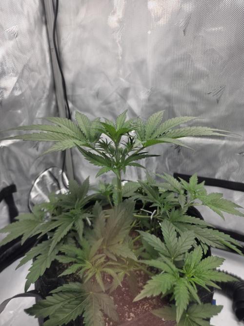 First Grow. Week 7