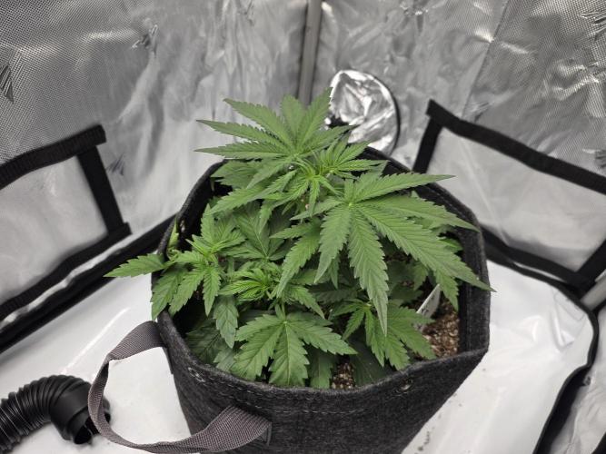 First Grow. Week 7