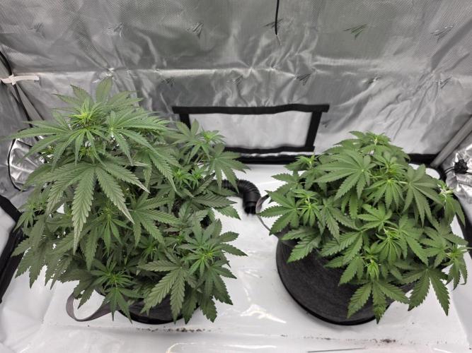 First Grow. Week 8