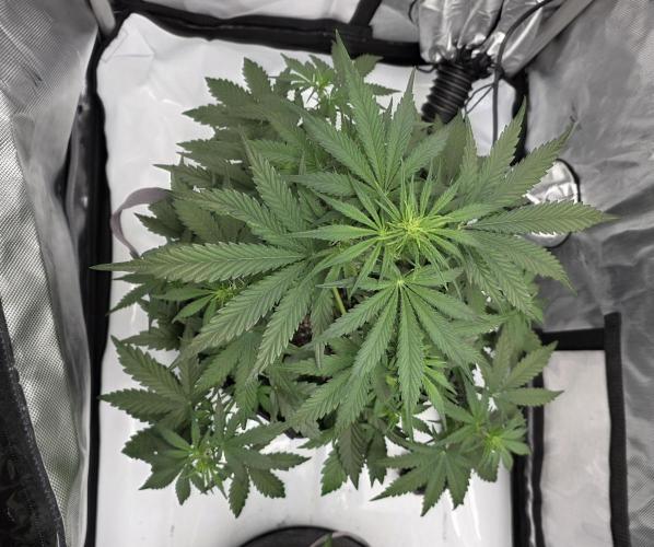 First Grow. Week 8