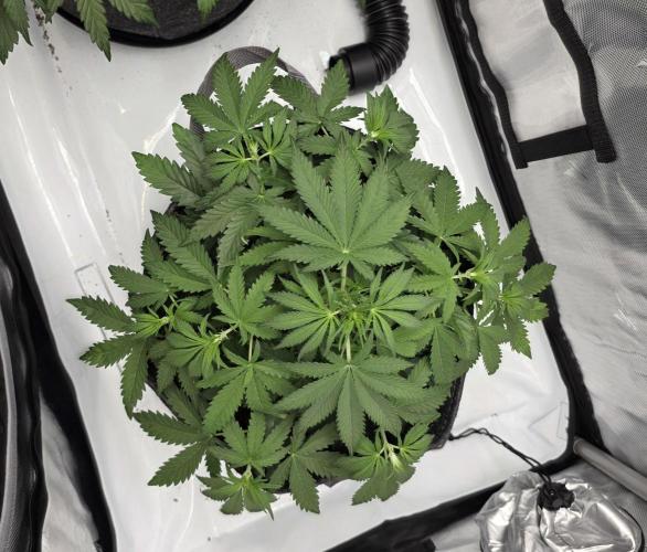 First Grow. Week 8