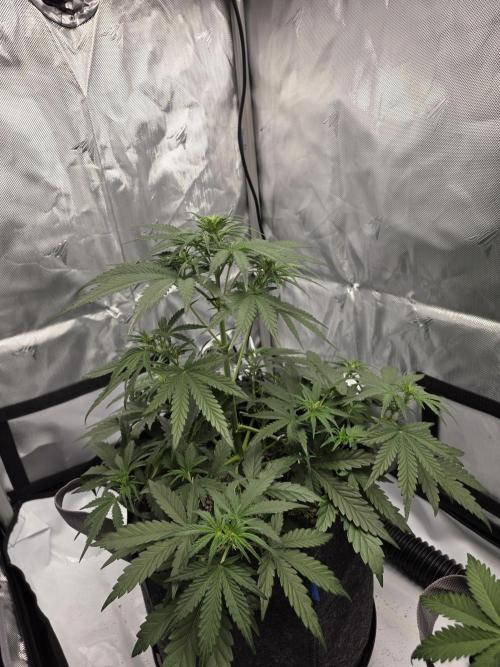 First Grow. Week 8