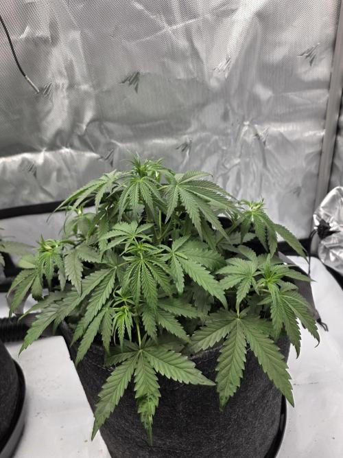 First Grow. Week 8
