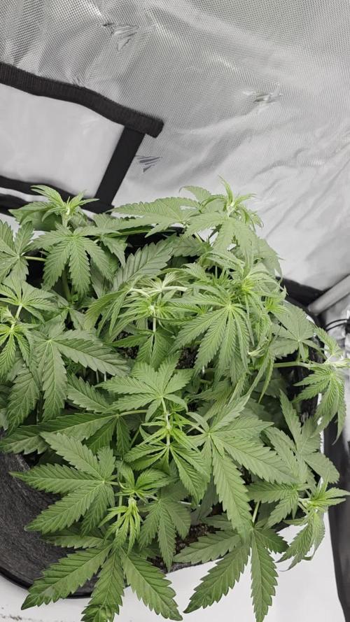 First Grow