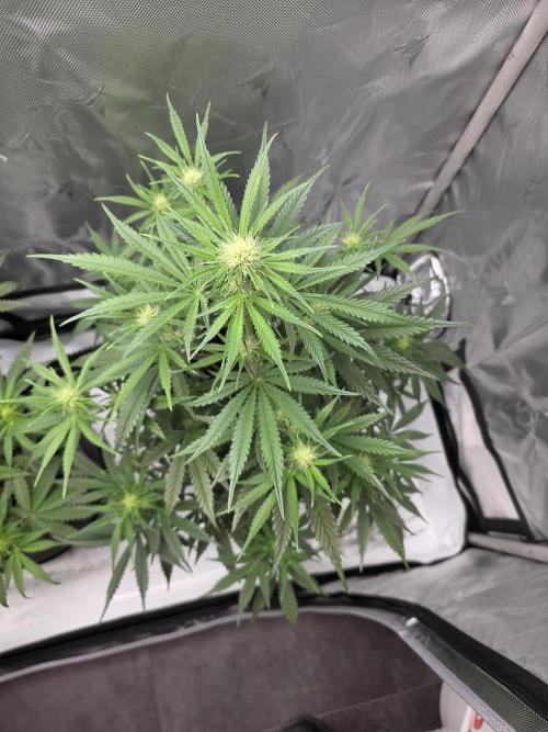 First Grow. Week 9