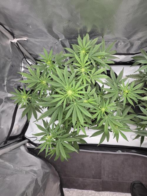 First Grow. Week 9
