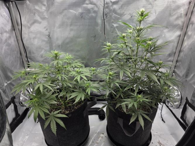 First Grow. Week 9
