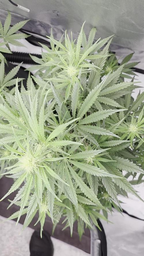 First Grow