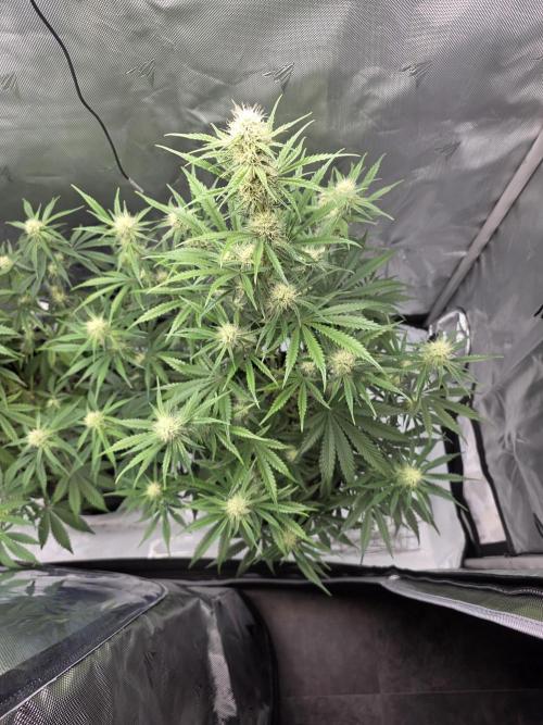 First Grow. Week 10