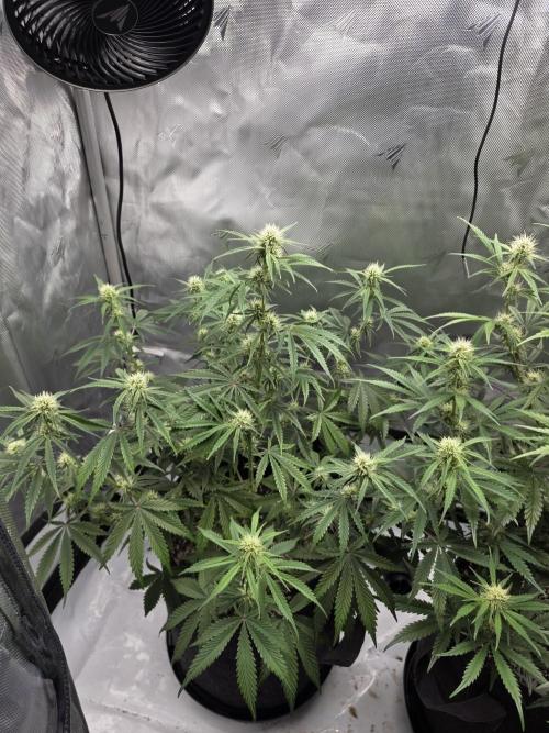 First Grow. Week 10